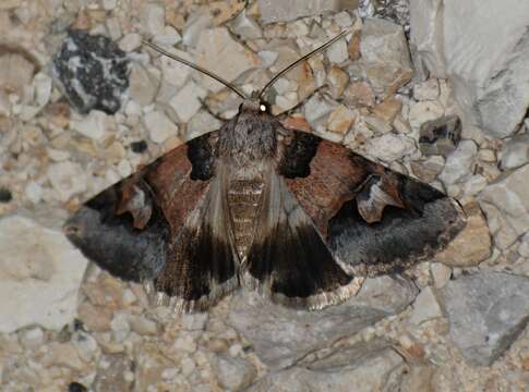 Image of <i>Drasteria fumosa</i> (Strecker 1898)