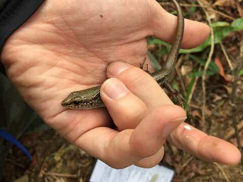 Image of Indian Forest Skink