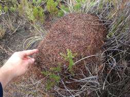 Image of Iridomyrmex conifer Forel 1902