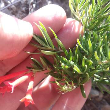 Plancia ëd Bouvardia tenuifolia Standl.