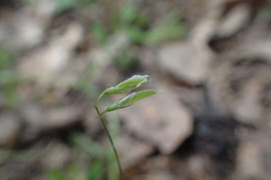 Vicia pubescens (DC.) Link的圖片