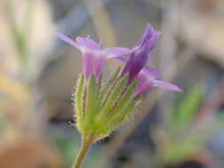 Image of California gilia