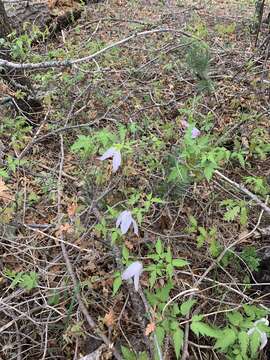 Image of rock clematis