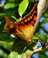 Image of Green-veined Charaxes