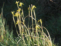 Moraea huttonii (Baker) Oberm. resmi