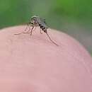 Sivun Aedes thelcter Dyar 1918 kuva