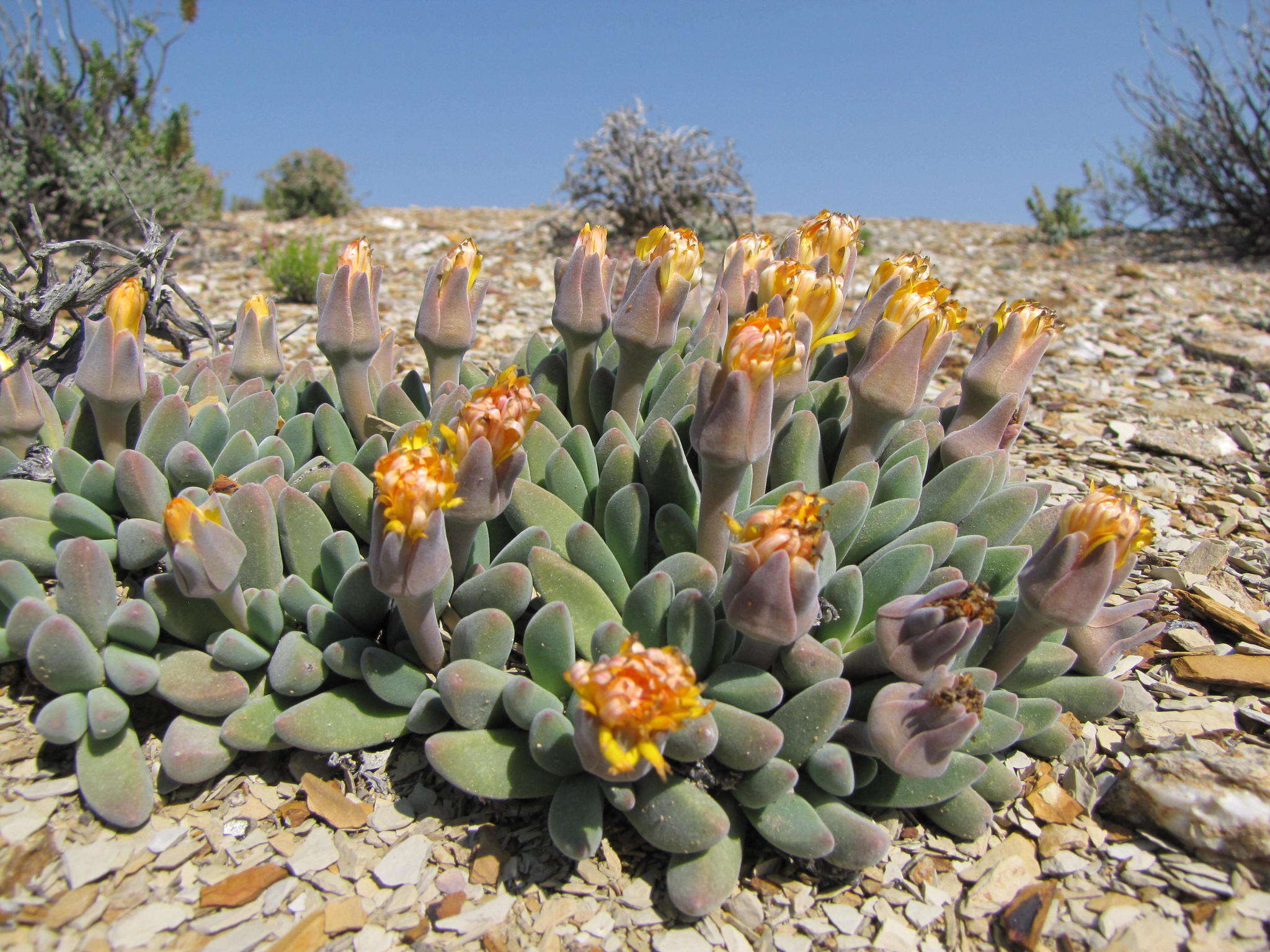 Sivun Deilanthe peersii (L. Bol.) N. E. Br. kuva