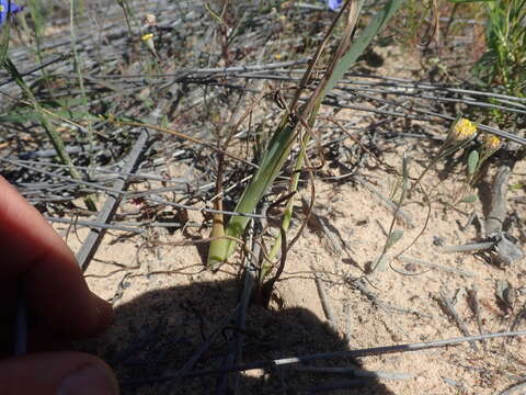 Image of Albuca juncifolia Baker