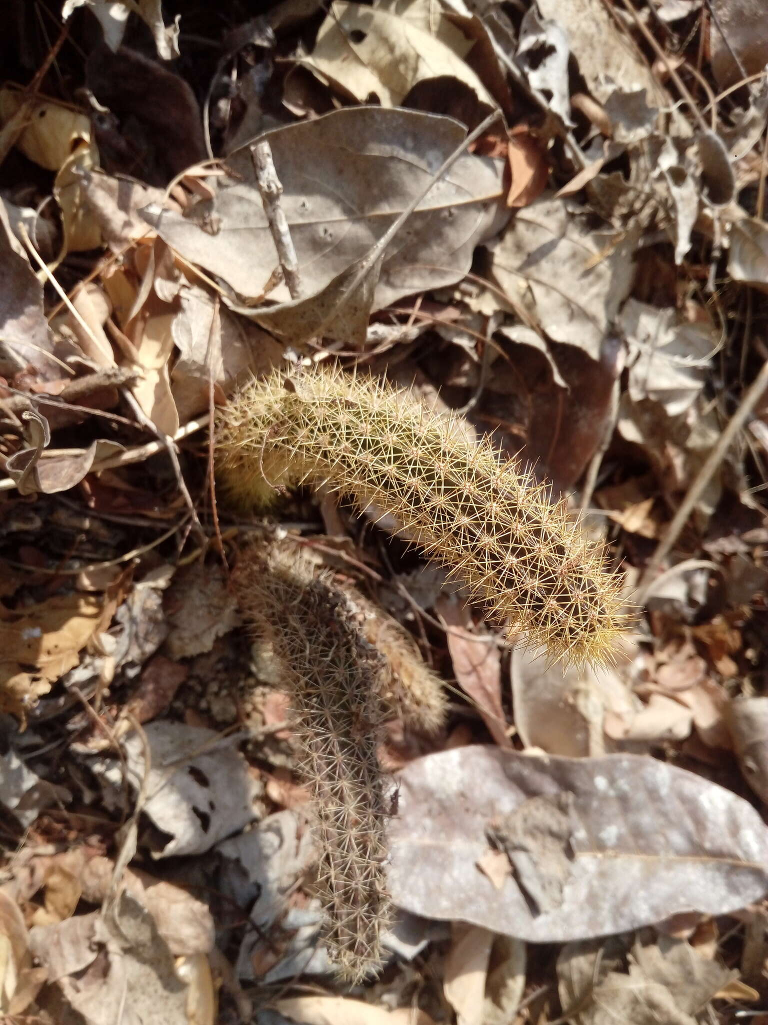 Image of <i>Acanthocereus oaxacensis</i>