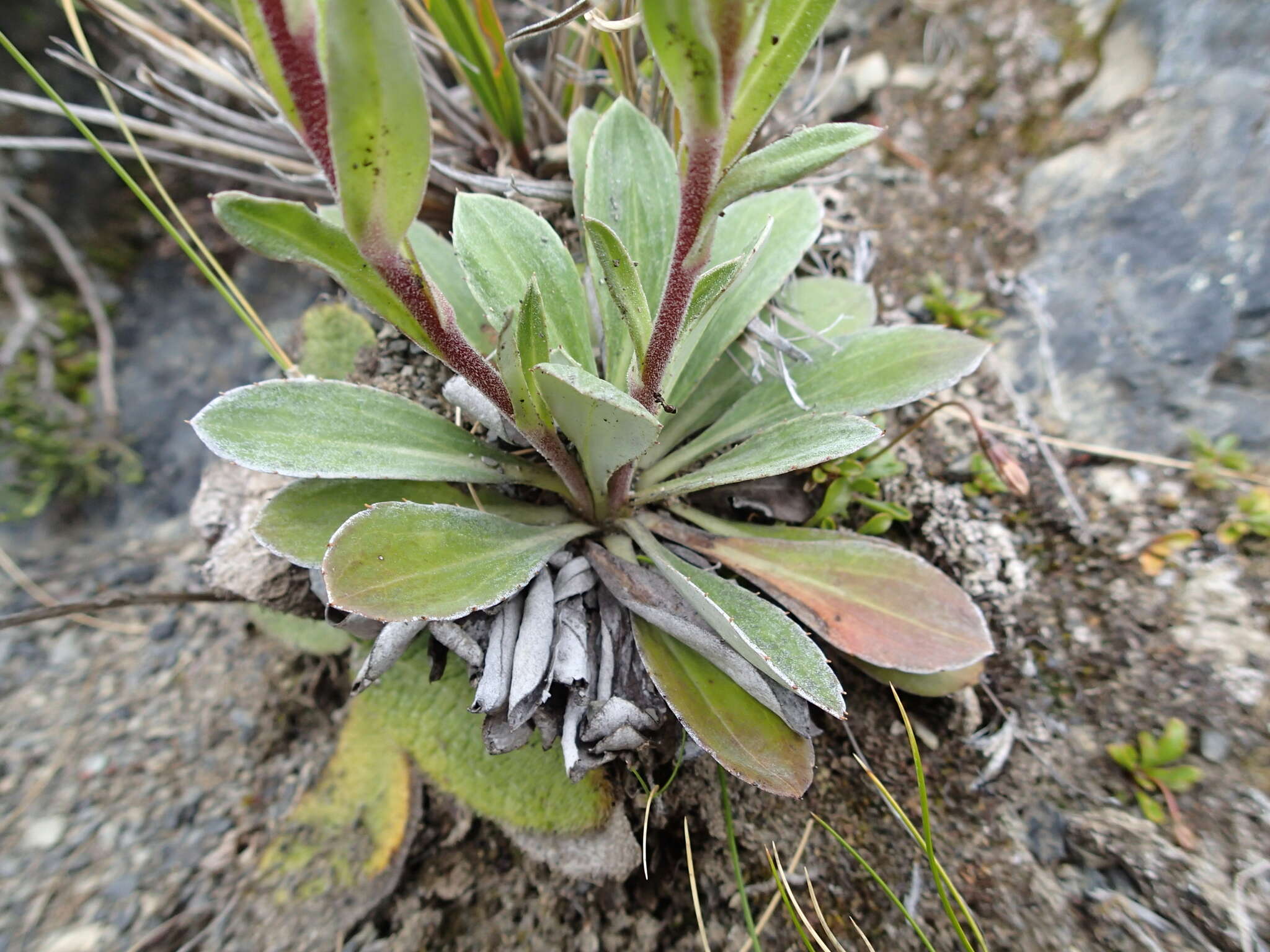 Слика од <i>Celmisia cockayneana</i>