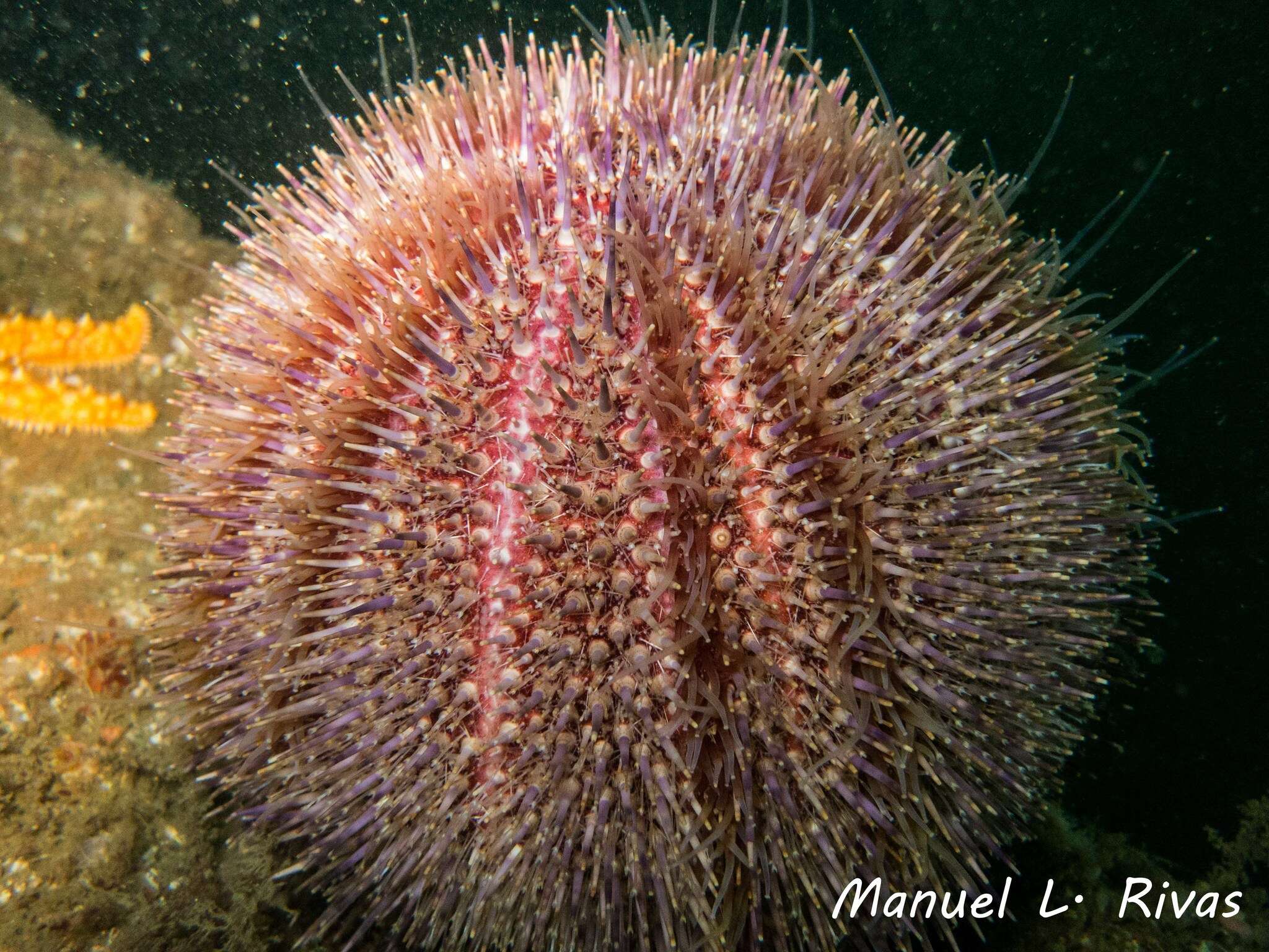 Image of Edible sea urchin