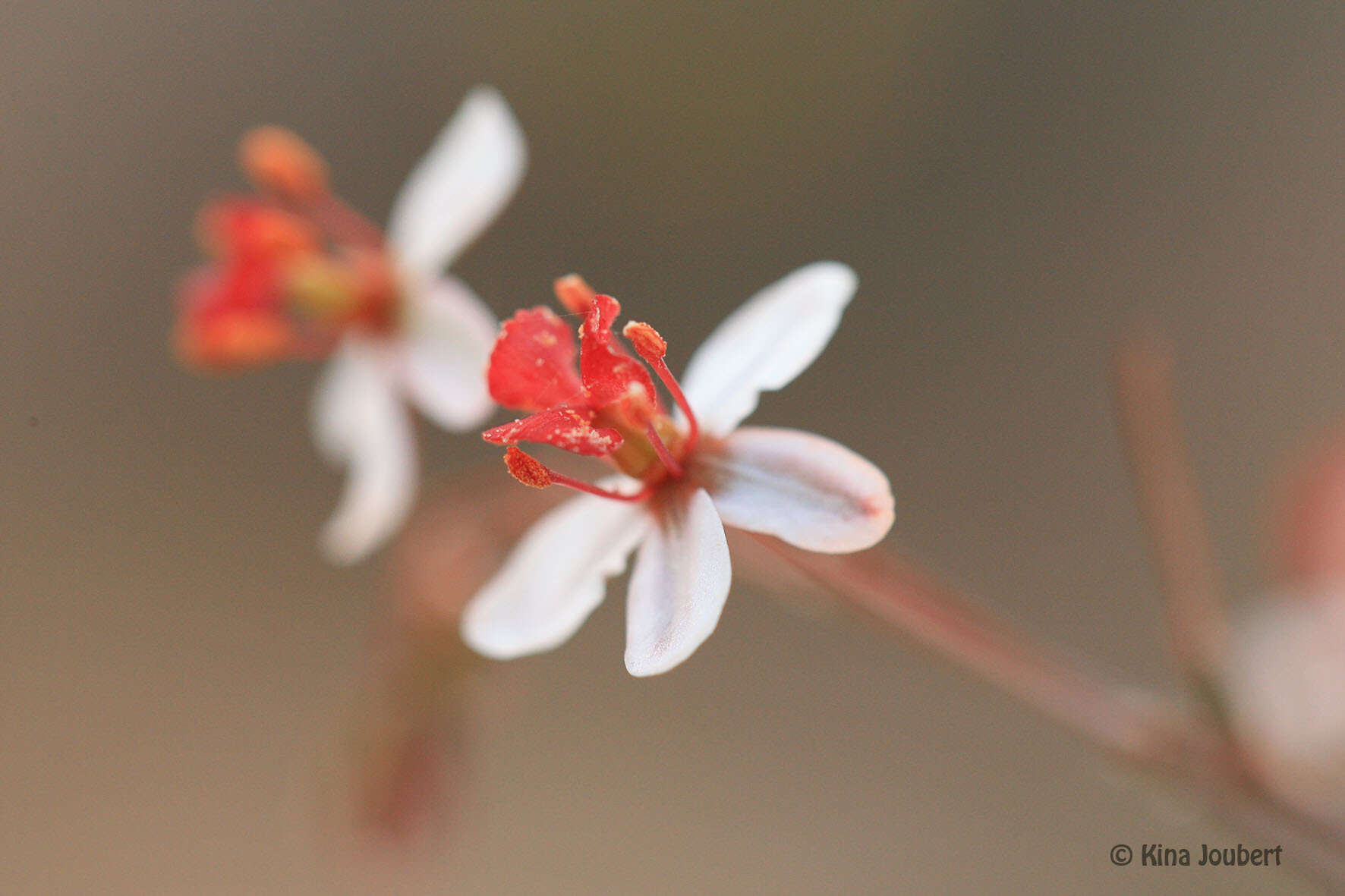 Image of Pharnaceum confertum (DC.) Eckl. & Zeyh.