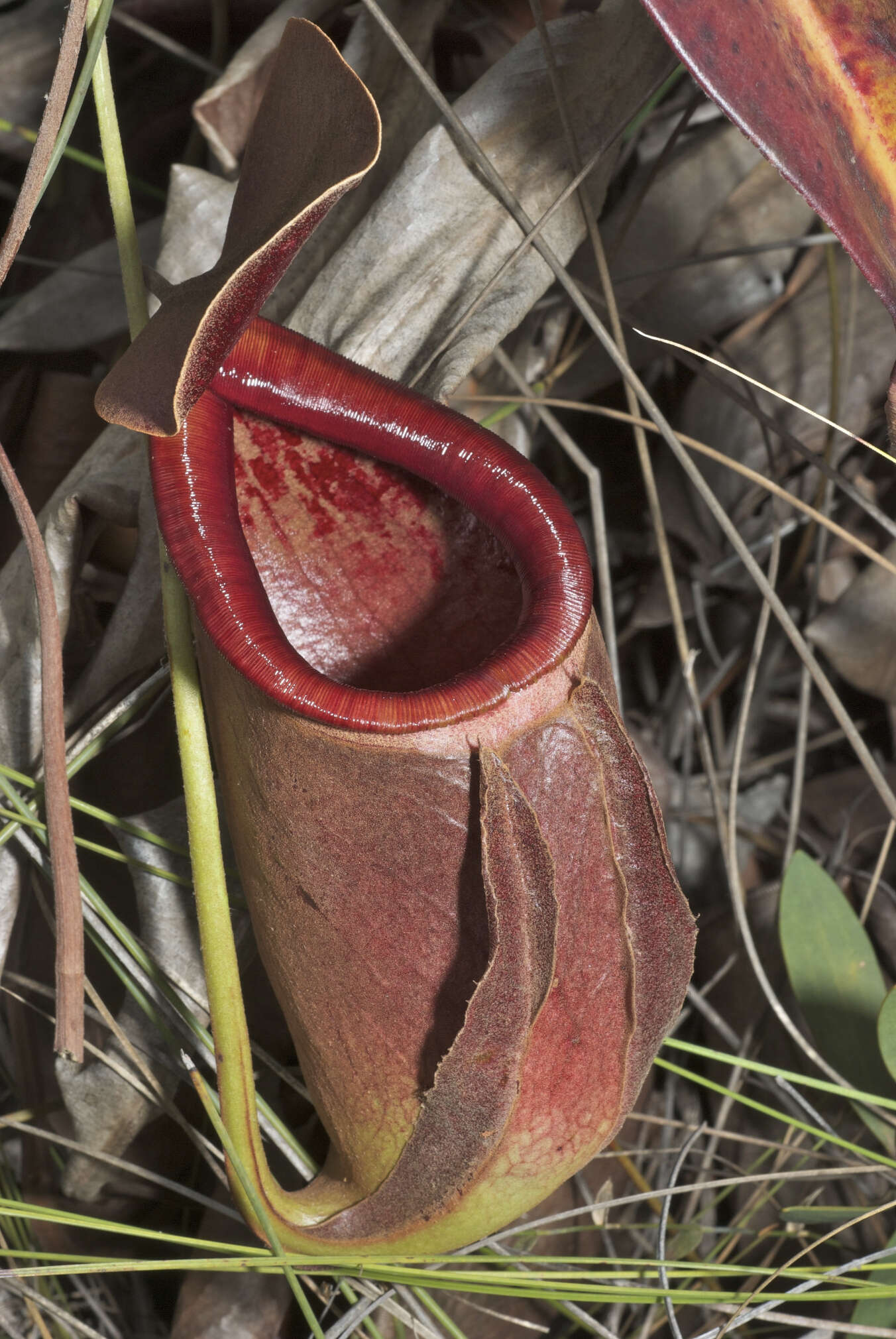 Image of Nepenthes rowanae F. M. Bailey