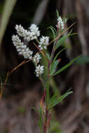 Polygonella robusta (Small) G. L. Nesom & V. M. Bates resmi