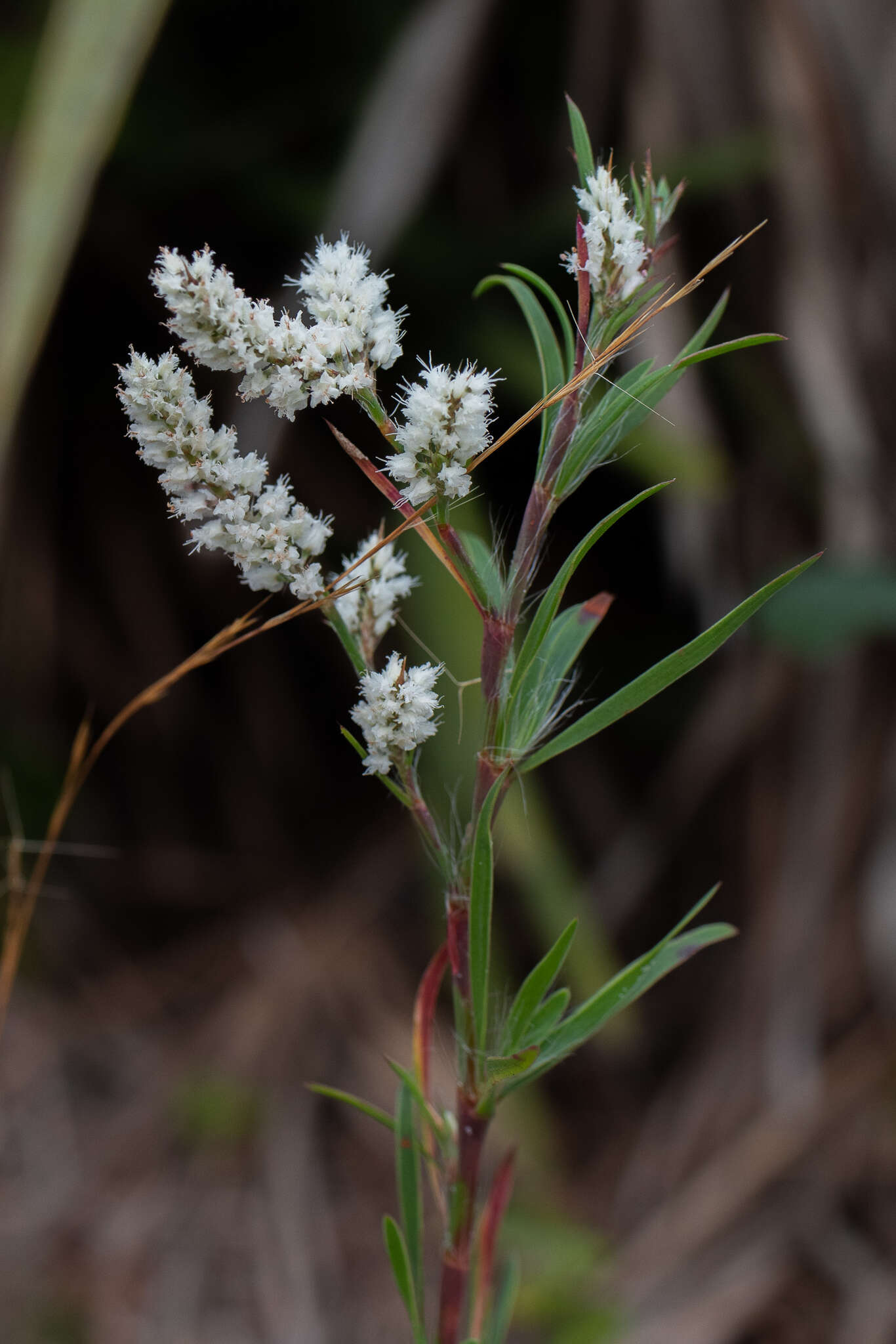 Polygonella robusta (Small) G. L. Nesom & V. M. Bates resmi