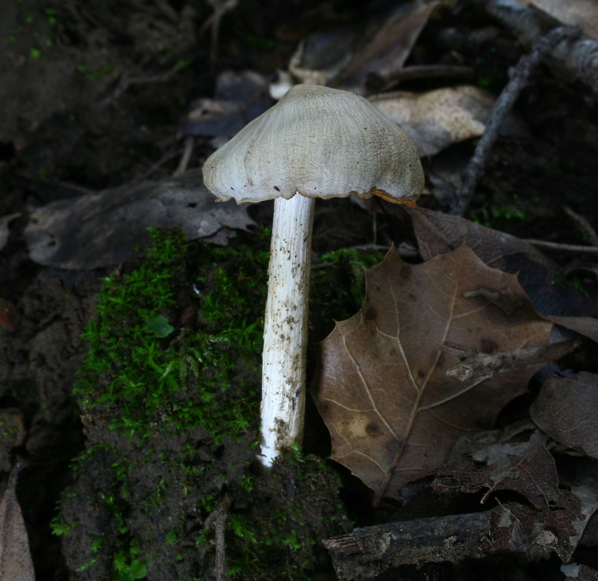 Image of Entoloma adnatifolium (Murrill) Blanco-Dios 2015