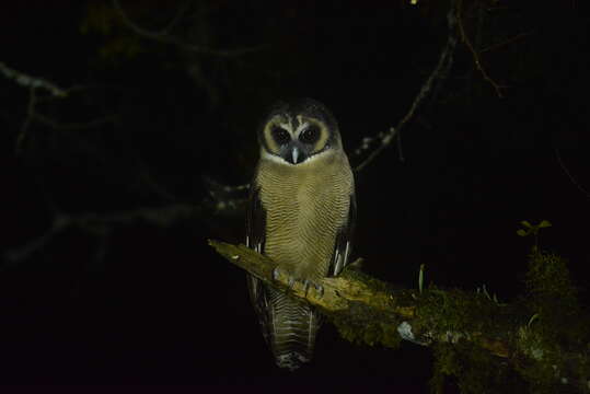 Plancia ëd Strix leptogrammica caligata (Swinhoe 1863)