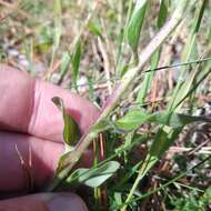 Imagem de Osbertia stolonifera (DC.) Greene