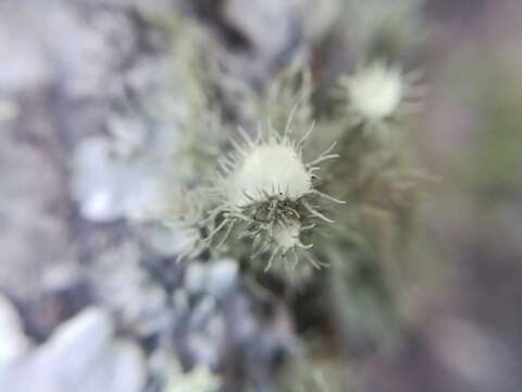 Image of Usnea parvula Motyka