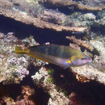 Image of Elegant Wrasse