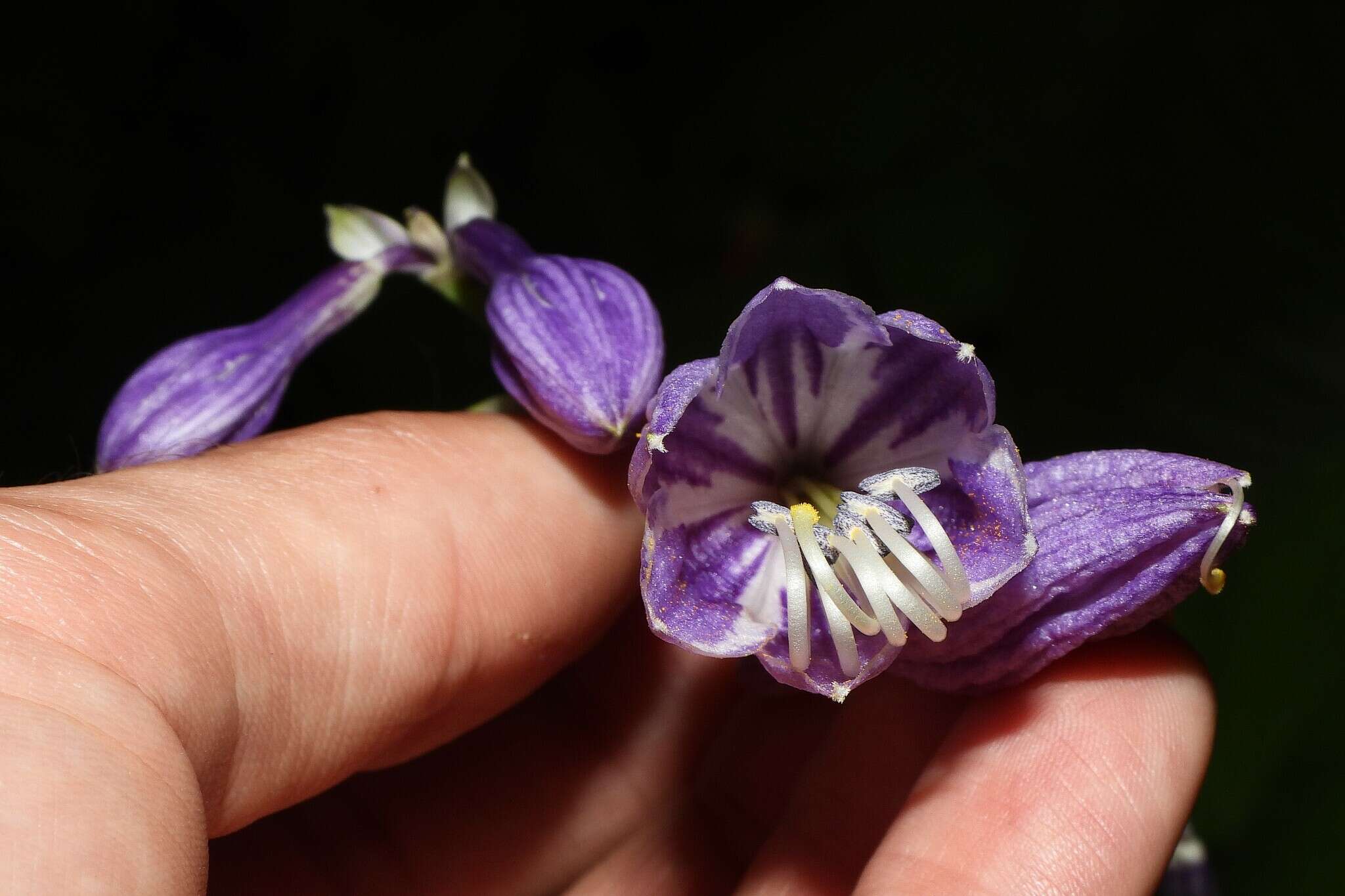 Imagem de Hosta ventricosa Stearn