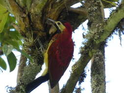 Image of Crimson-mantled Woodpecker