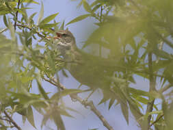 Image of Oriental Reed Warbler