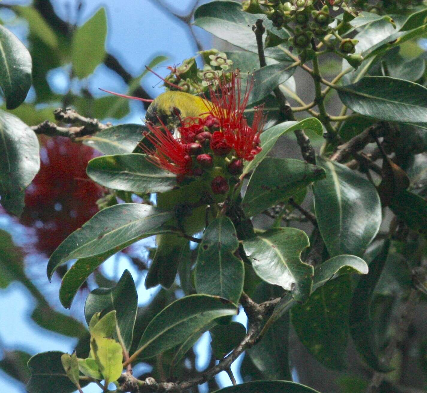 Image of Oahu Amakihi