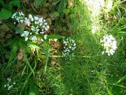 Image of white garlic