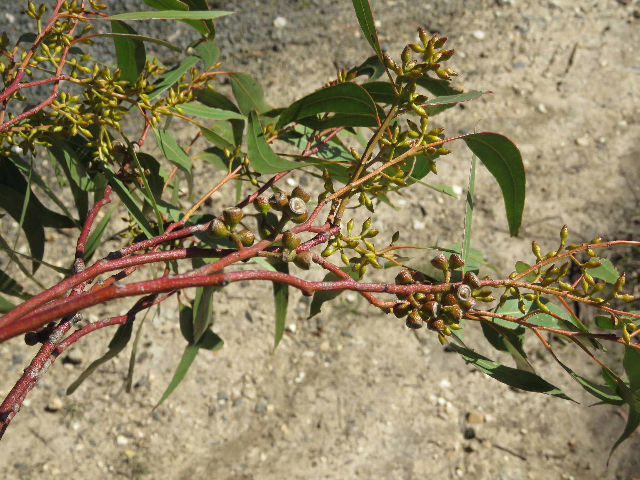 Eucalyptus radiata A. Cunn. ex DC. resmi