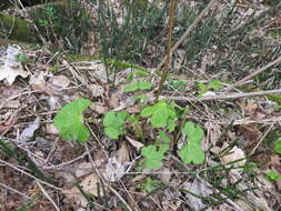 Image of Filipendula glaberrima (Nakai) Nakai