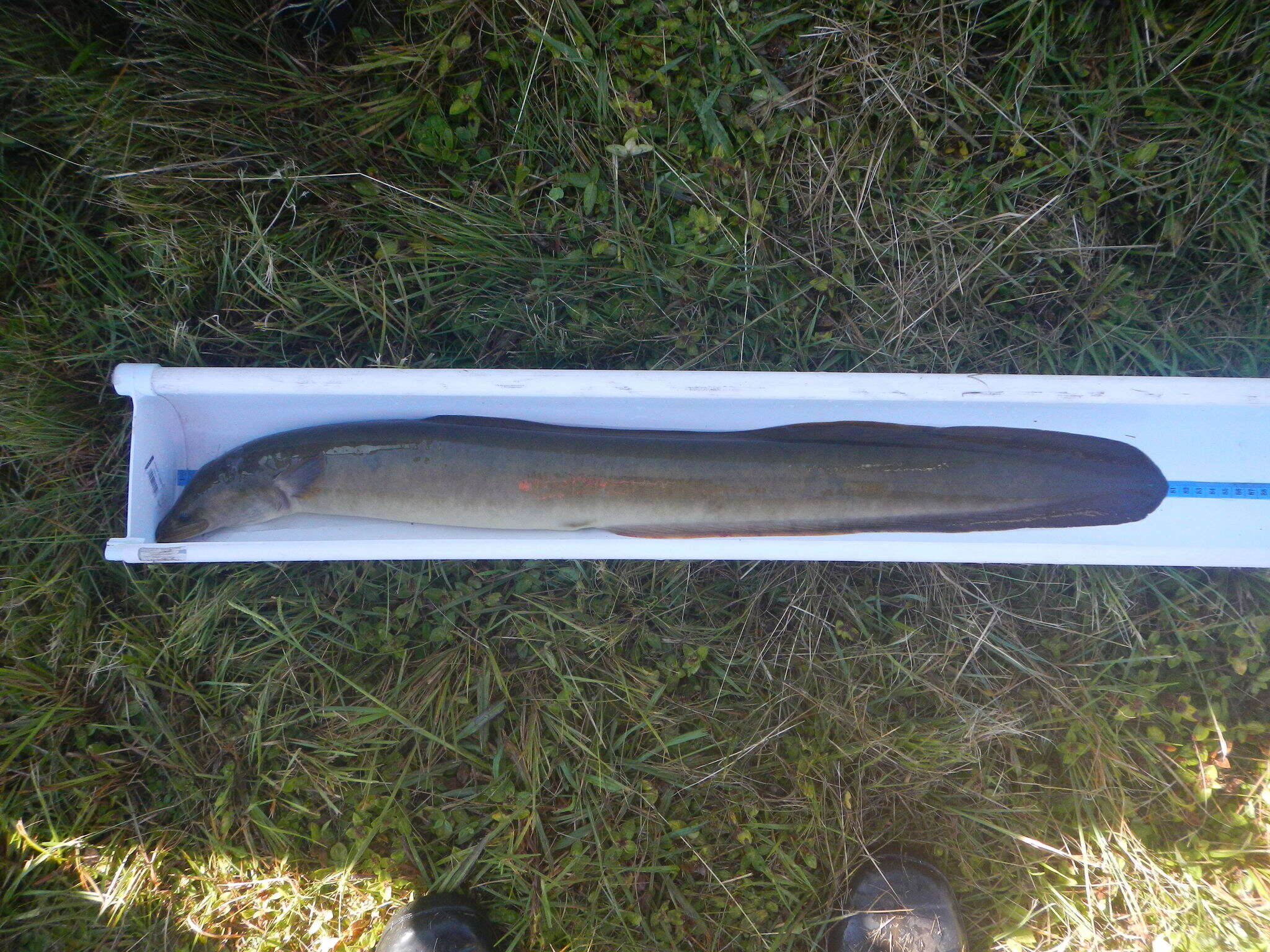 Image of African longfin eel