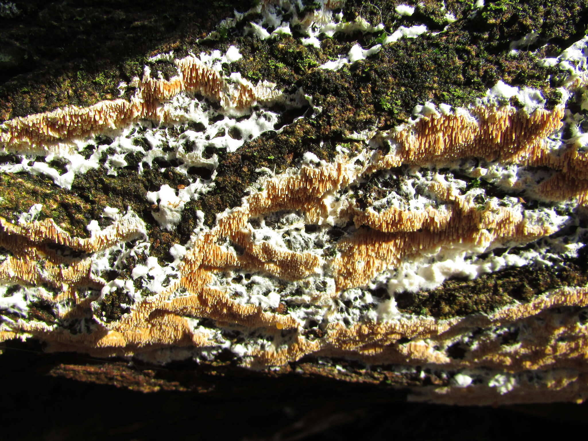 Image of Steccherinum robustius (J. Erikss. & S. Lundell) J. Erikss. 1958