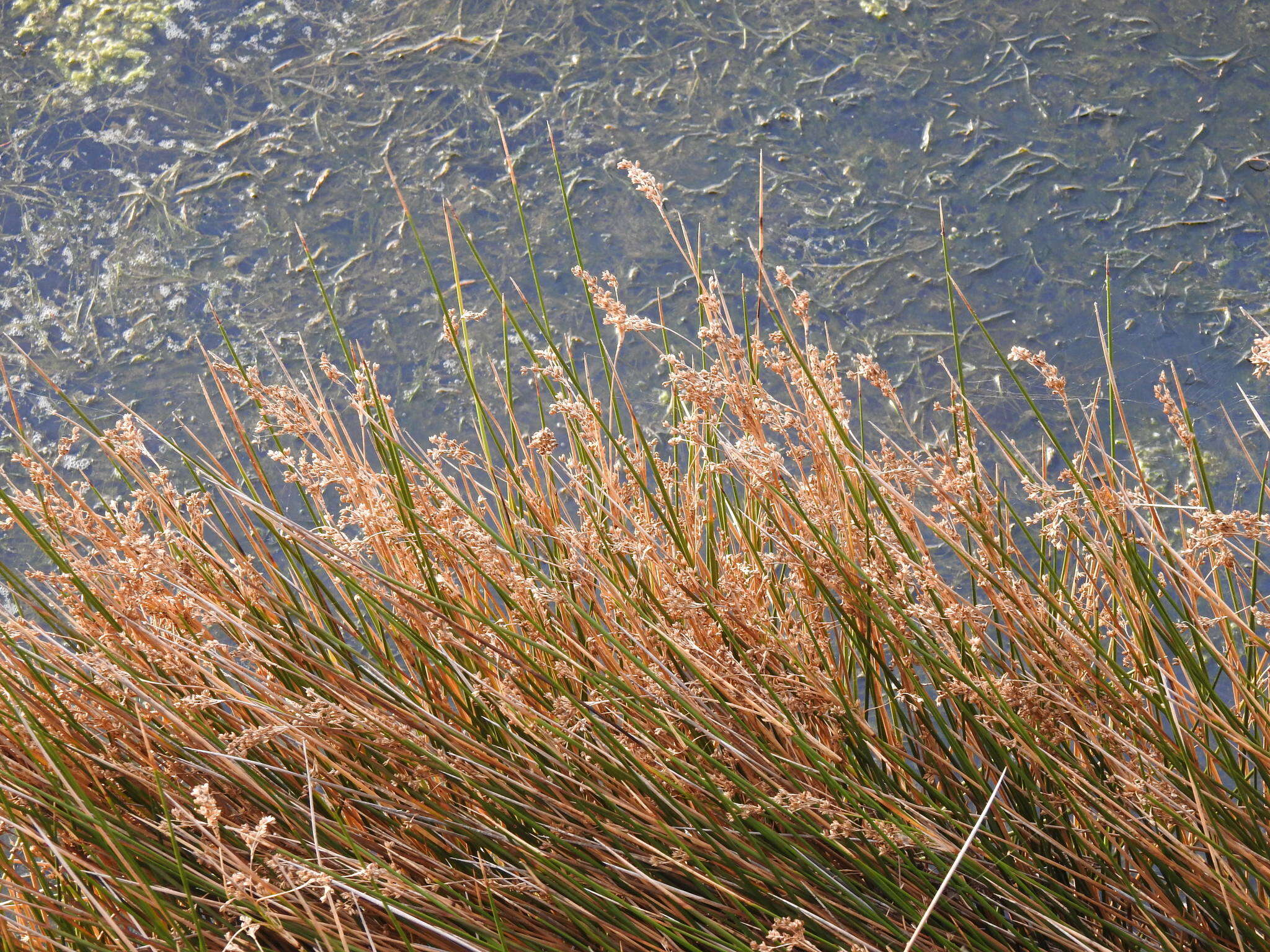 Image of sea rush