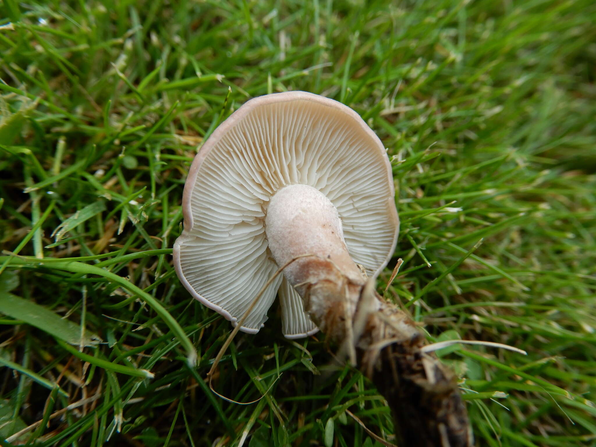 Calocybe carnea (Bull.) Donk resmi