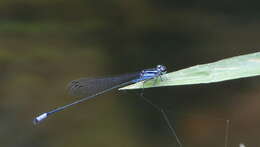 Image of Acanthagrion trilobatum Leonard 1977