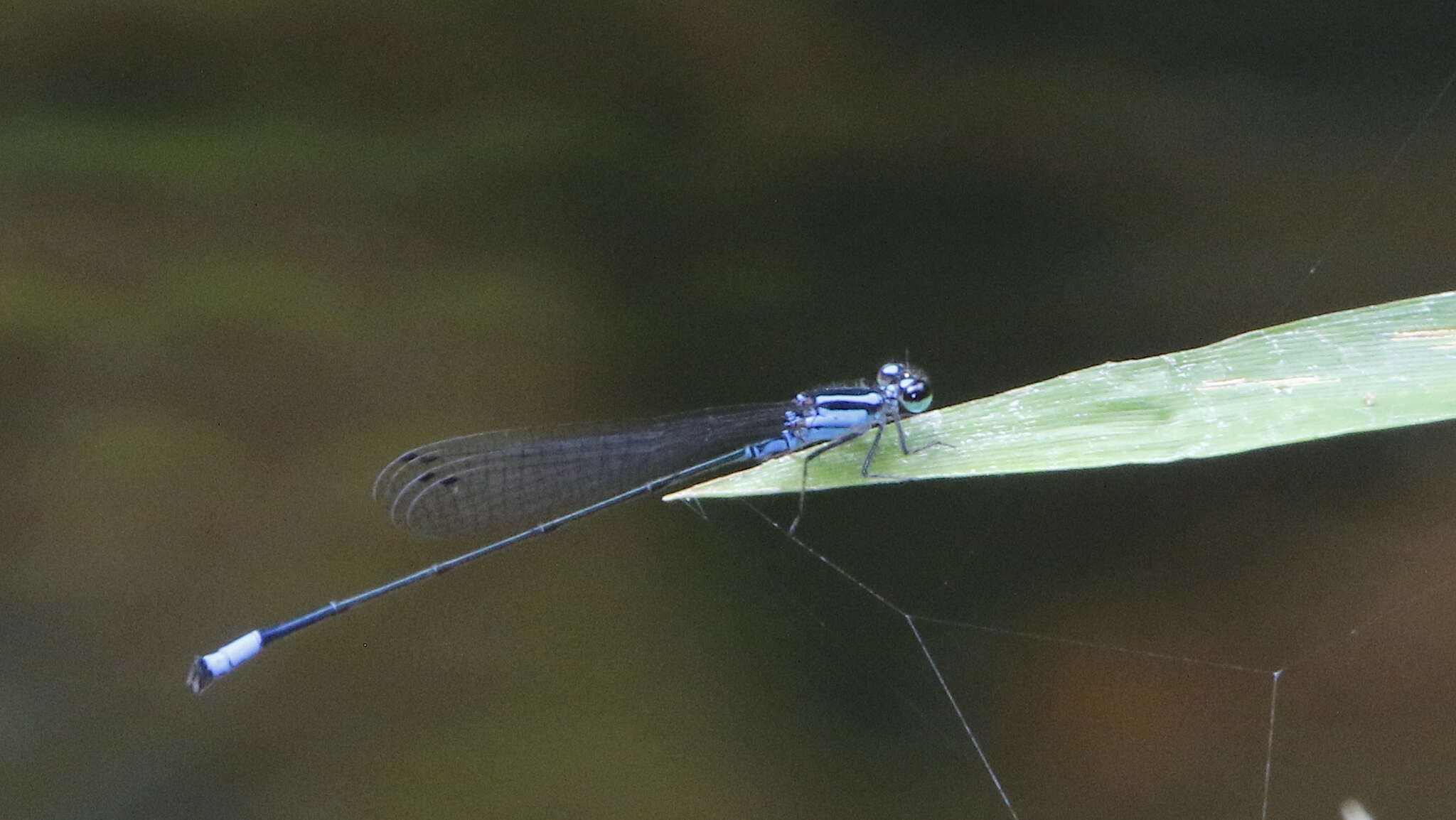 Sivun Acanthagrion trilobatum Leonard 1977 kuva