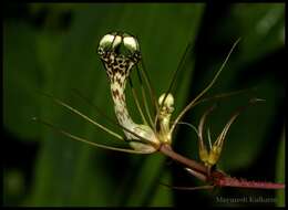 Image de Ceropegia fantastica Sedgwick