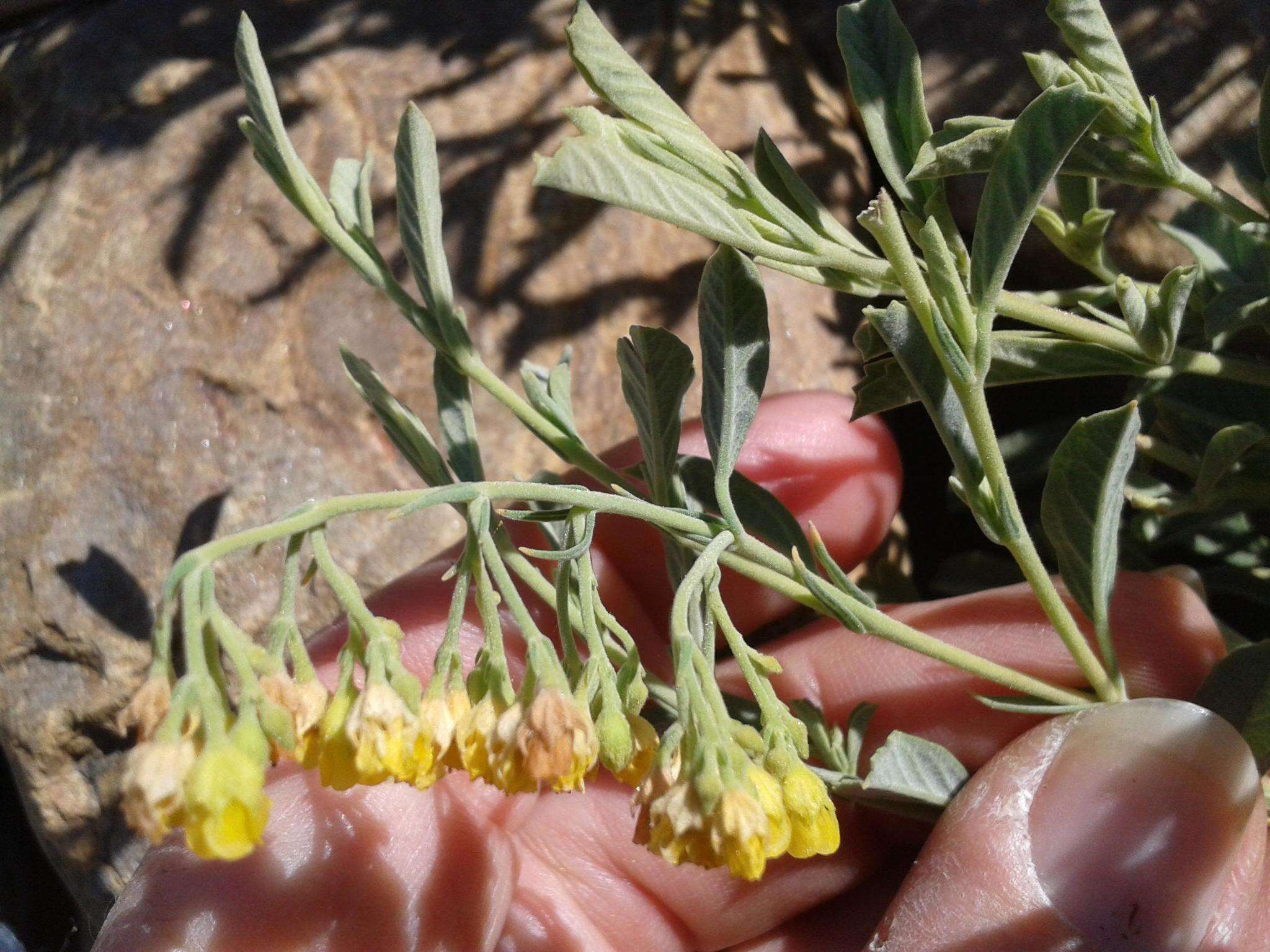 Image of Hermannia holosericea Jacq.