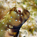 Image of Barred-chin blenny