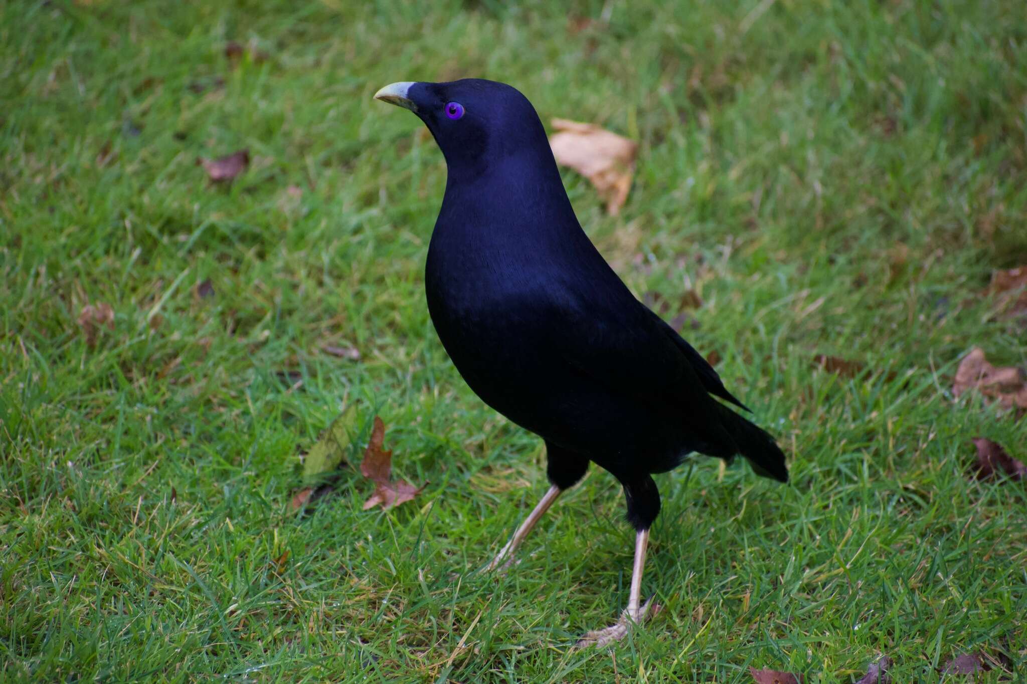 Image of Ptilonorhynchus violaceus violaceus (Vieillot 1816)