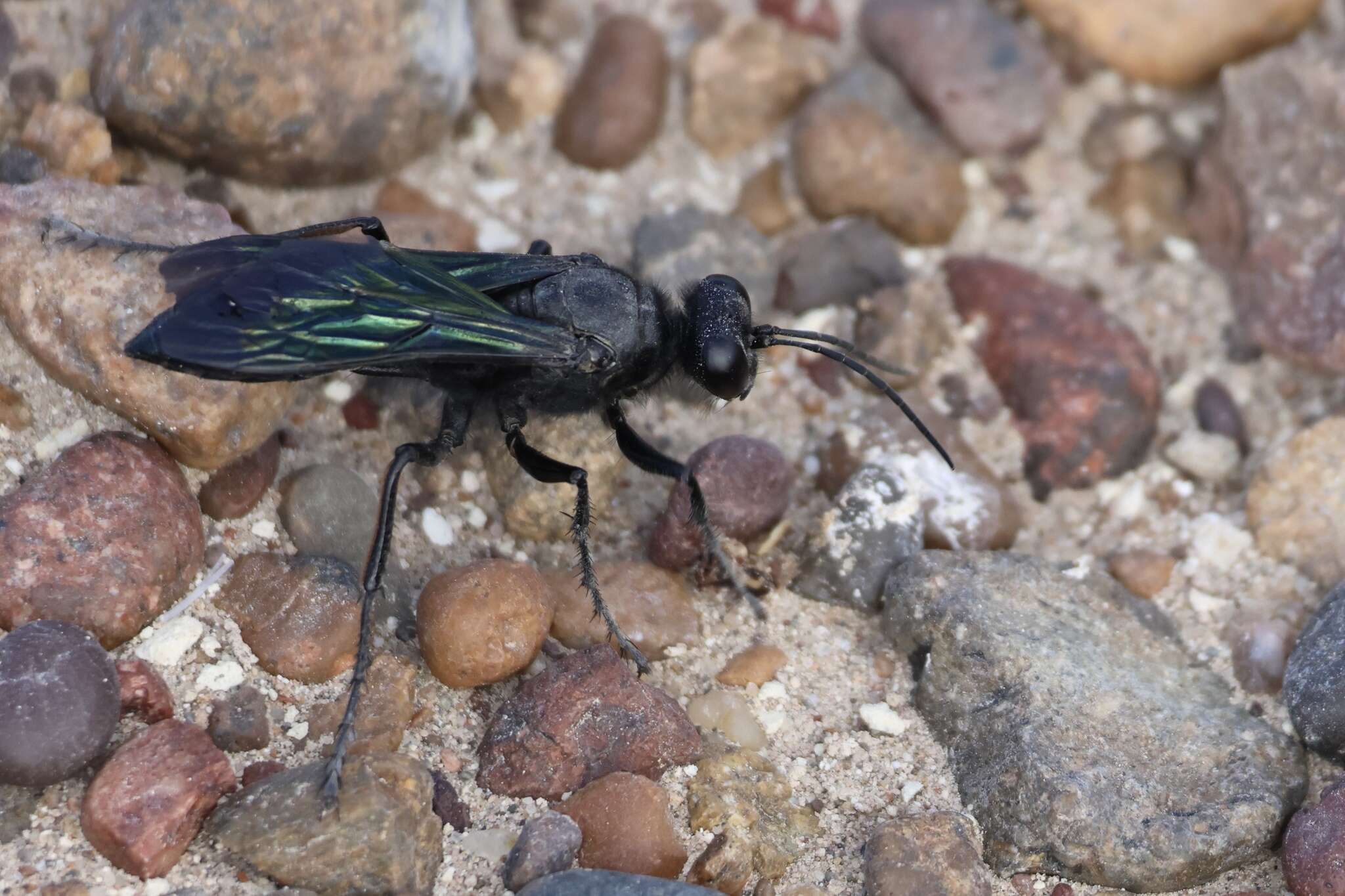 Stangeella cyaniventris (Guérin-Méneville 1831) resmi