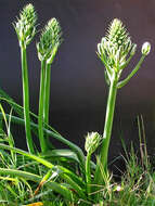 Image of Albuca batteniana Hilliard & B. L. Burtt