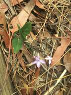 Image de Pseuderanthemum variabile (R. Br.) Radlk.