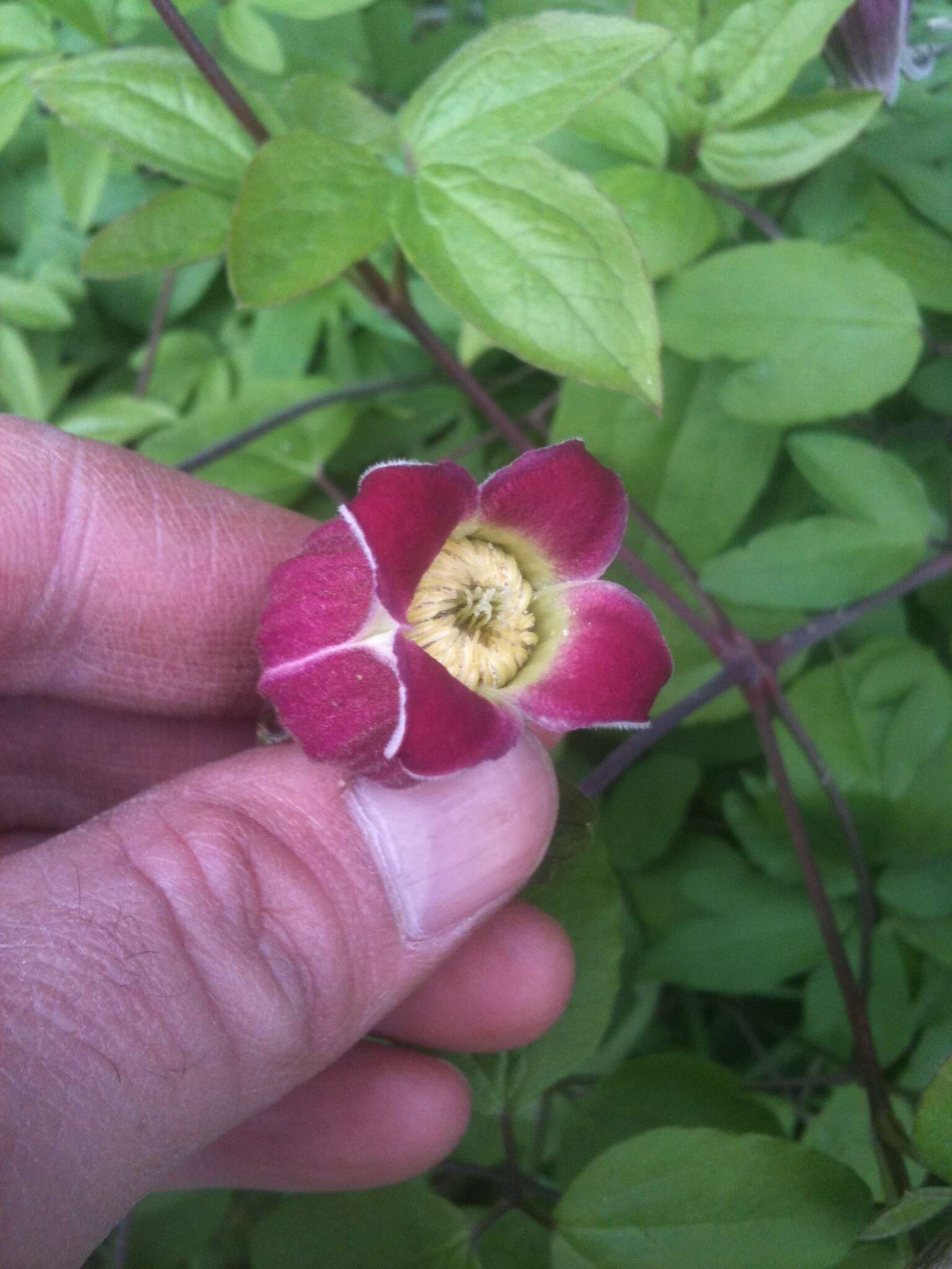 Plancia ëd Clematis vinacea Floden