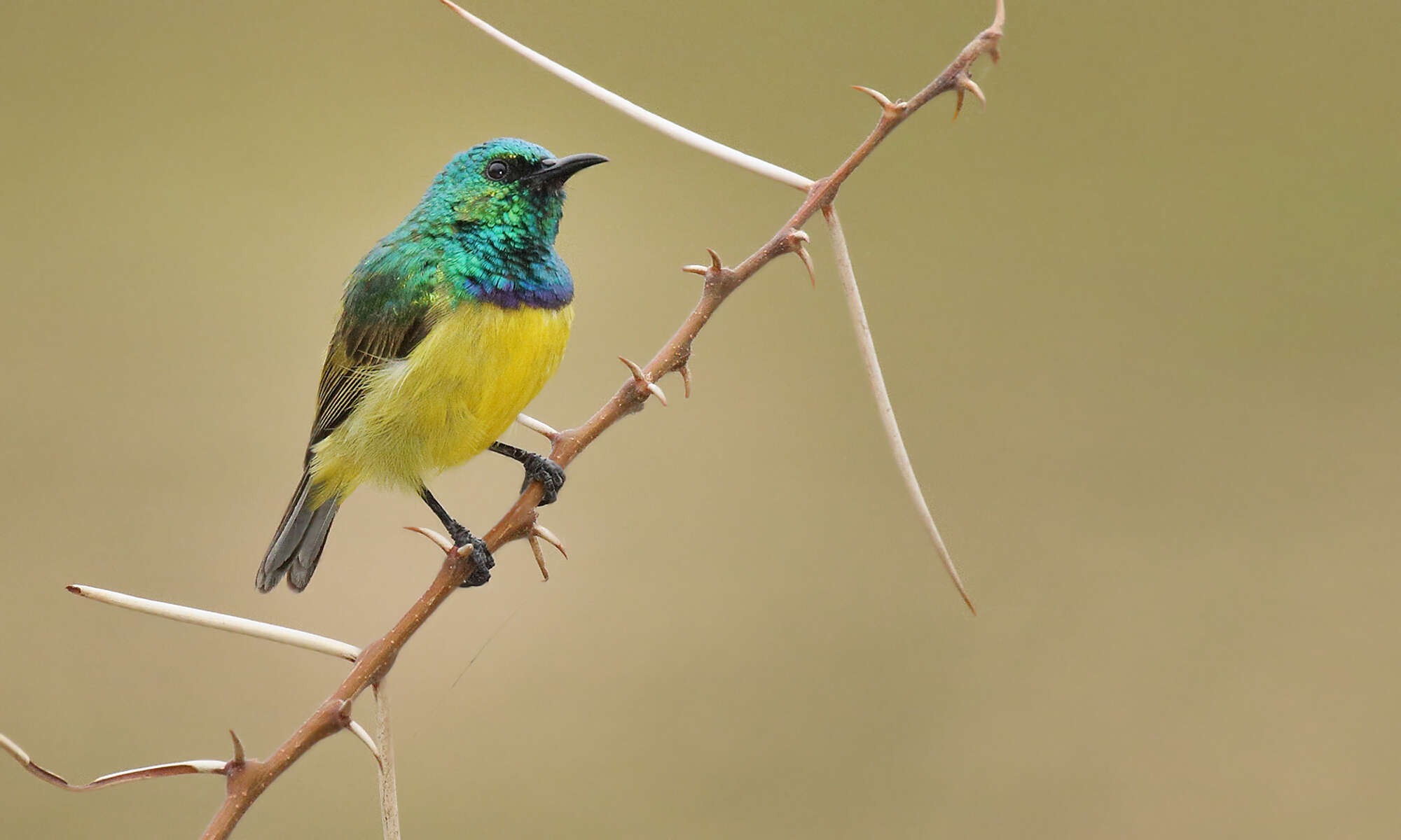 Слика од Hedydipna collaris zuluensis (Roberts 1931)