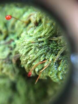 Image of hypnum moss