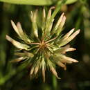 Image of bigflower clover