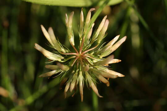 Trifolium michelianum Savi resmi