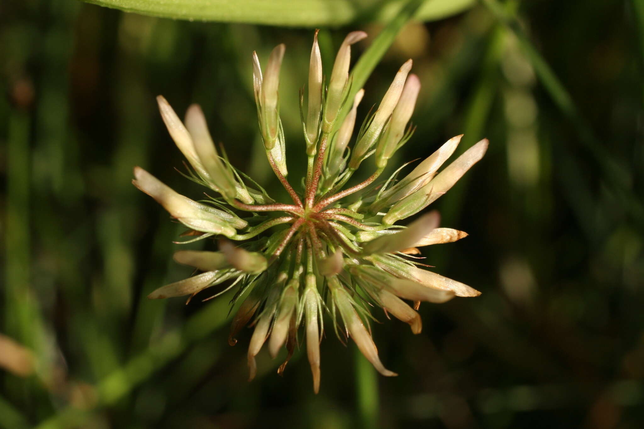 Image of bigflower clover